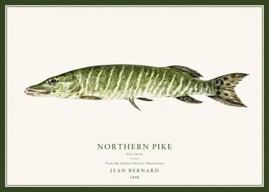 Jean Bernard Northern Pike No1 - Plakat