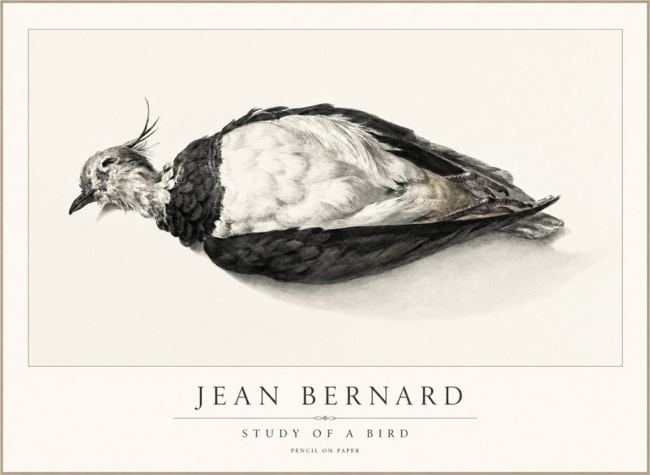 Jean Bernard Study of a Bird II No2 - Plakat