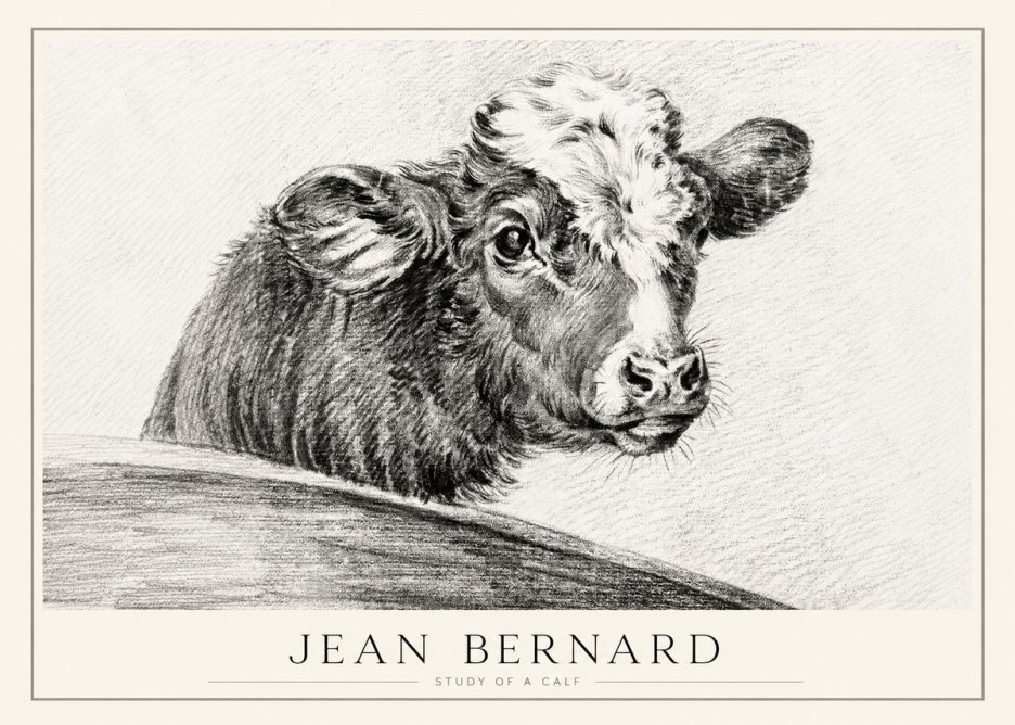 Jean Bernard Study of a Calf II No1 - Plakat