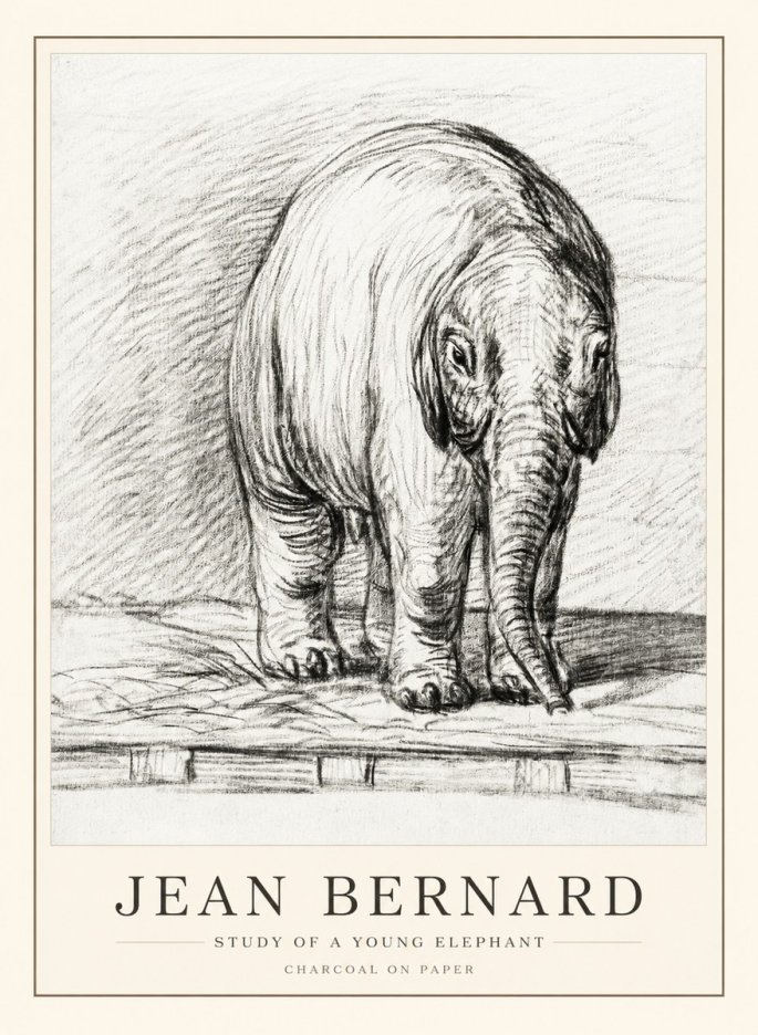 Jean Bernard Young Elephant No3 - Plakat