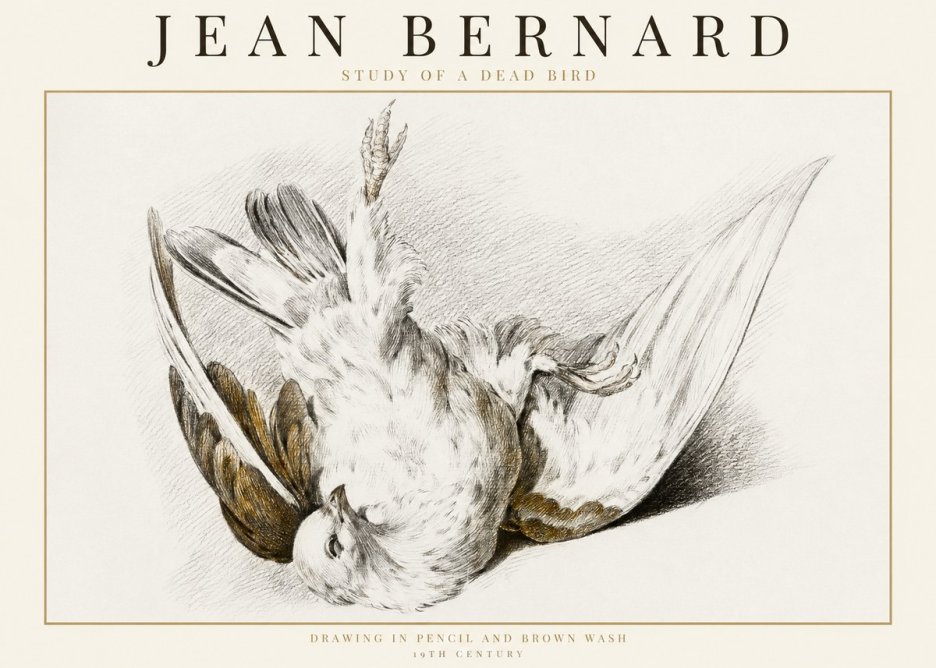 Jean Bernard Study of a Dead Bird No1 - Plakat