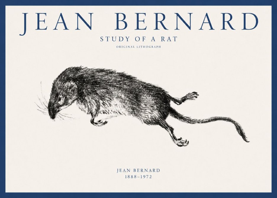 Jean Bernard Study of a Rat II No1 - Plakat