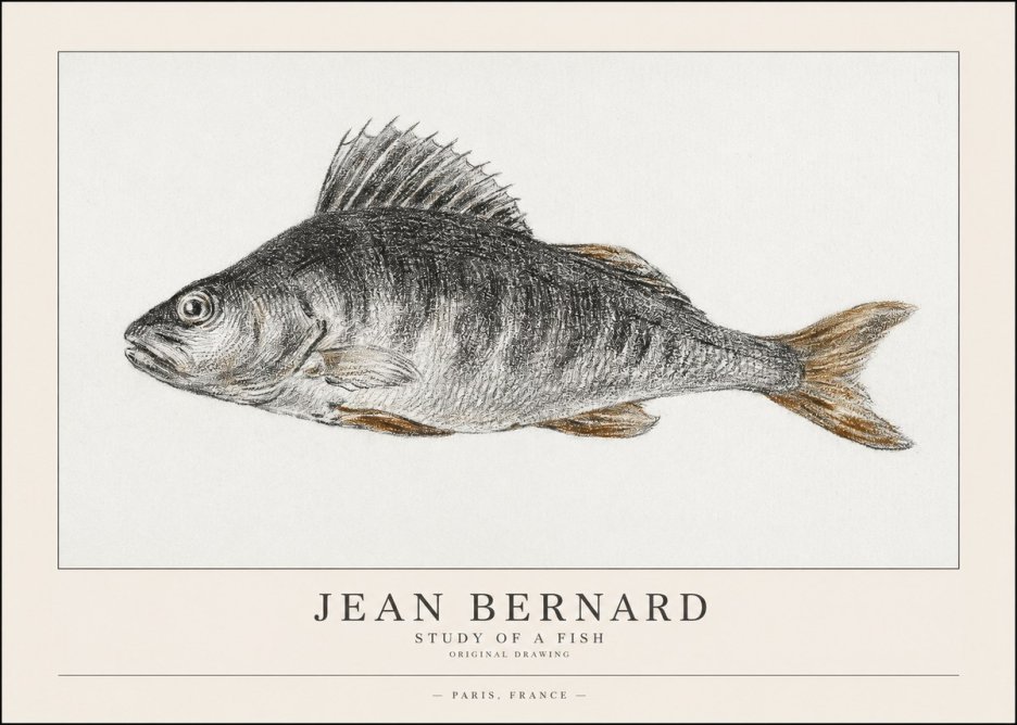 Jean Bernard Study of a Fish IV No1 - Plakat