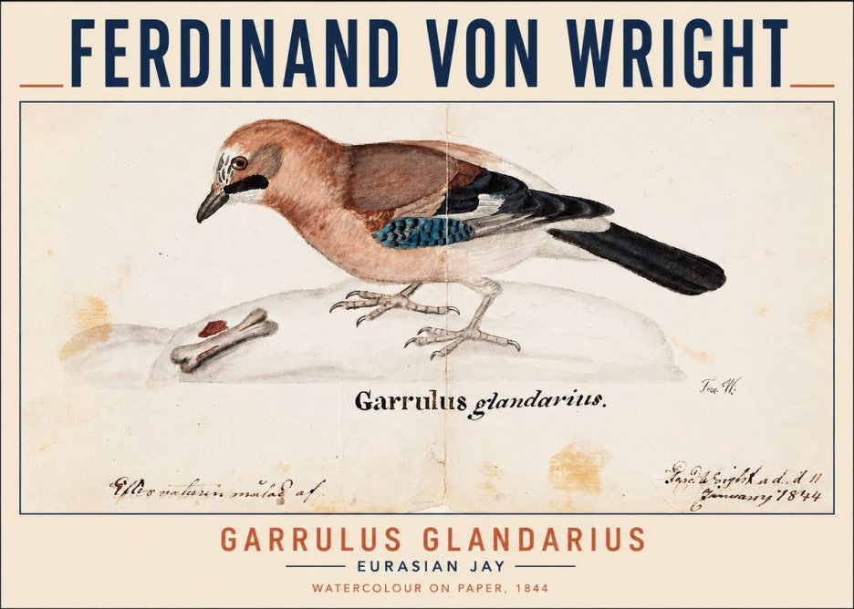 Ferdinand von Wright Garrulus Glandarius No3 - Plakat