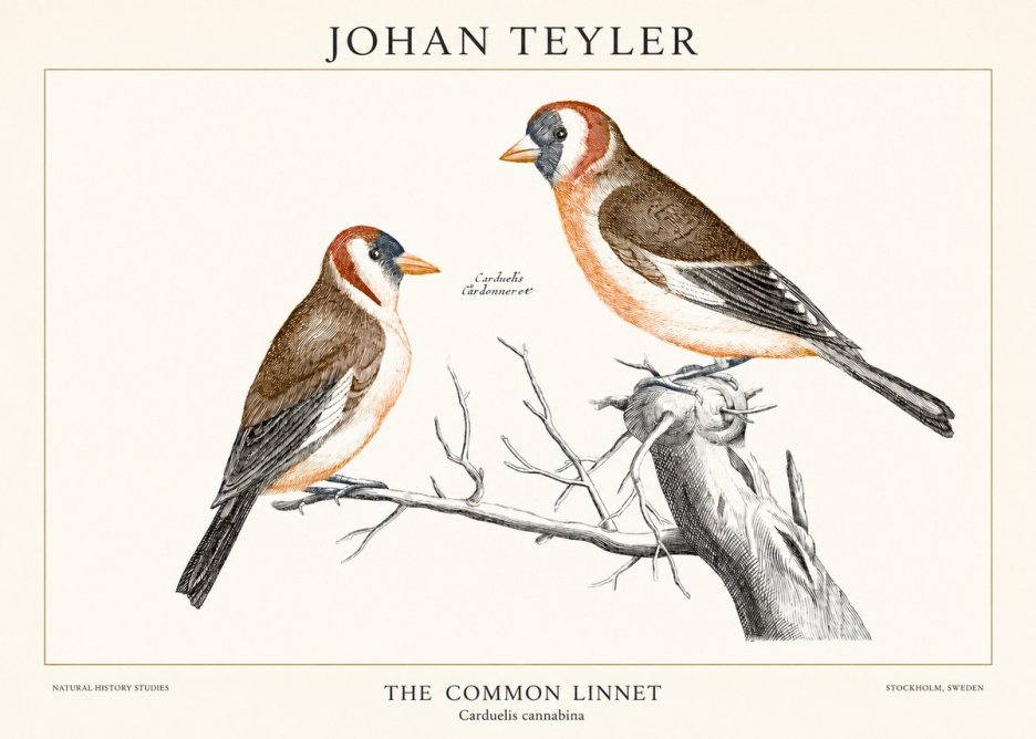 Johan Teyler The Common Linnet No1 - Plakat