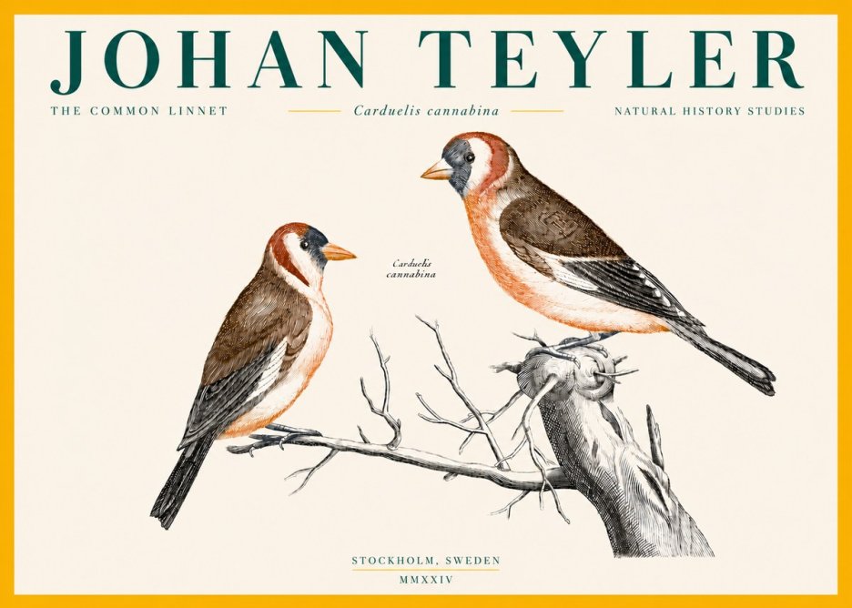 Johan Teyler The Common Linnet No4 - Plakat