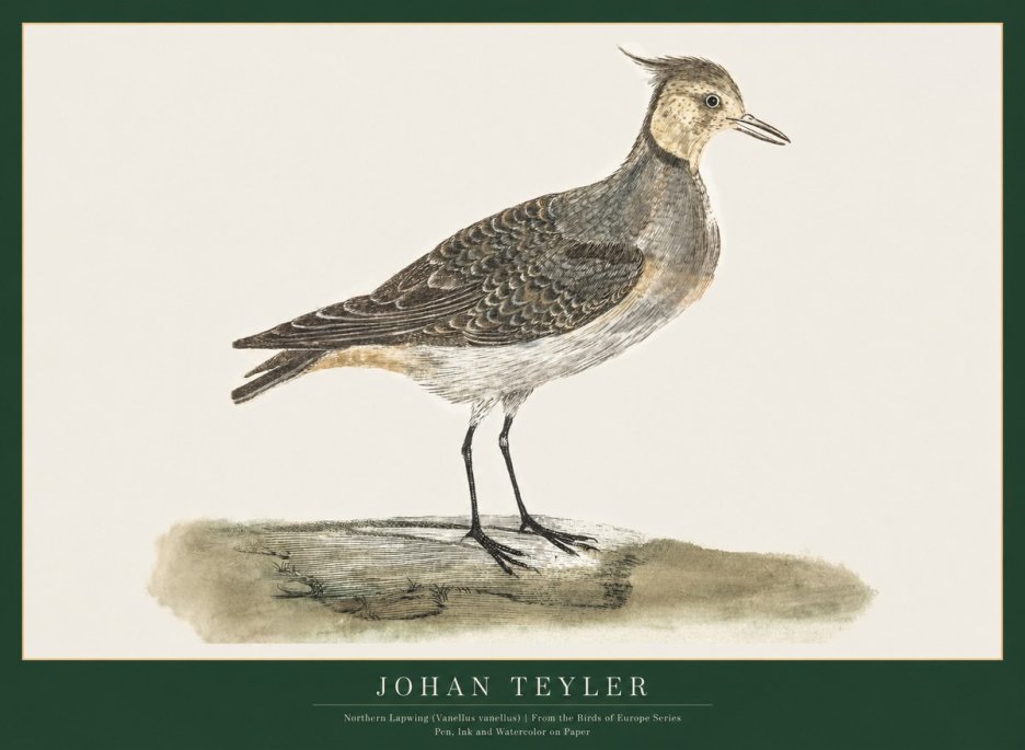 Johan Teyler Northern Lapwing (Vanellus Vanellus) No1 - Plakat