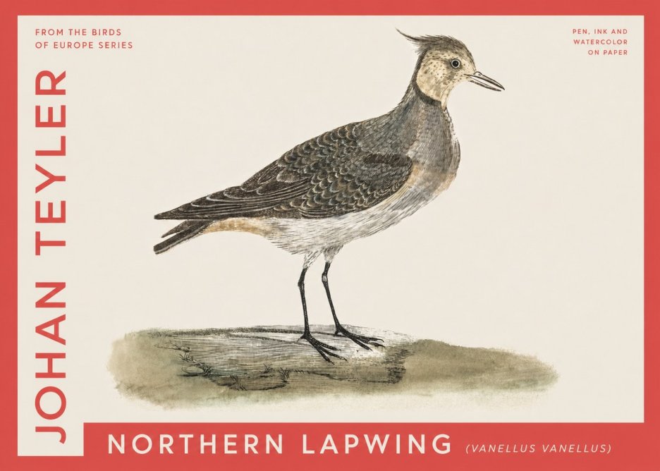 Johan Teyler Northern Lapwing (Vanellus Vanellus) No4 - Plakat