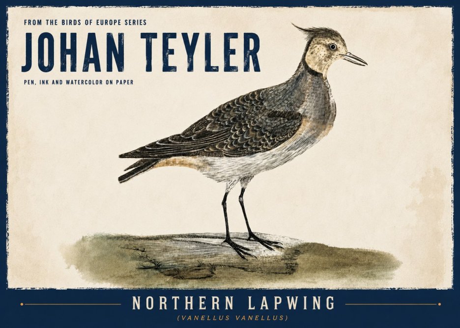 Johan Teyler Northern Lapwing (Vanellus Vanellus) No6 - Plakat