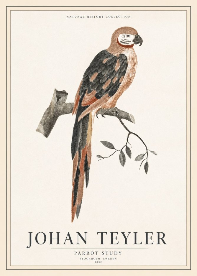 Johan Teyler Parrot Study I No1 - Plakat