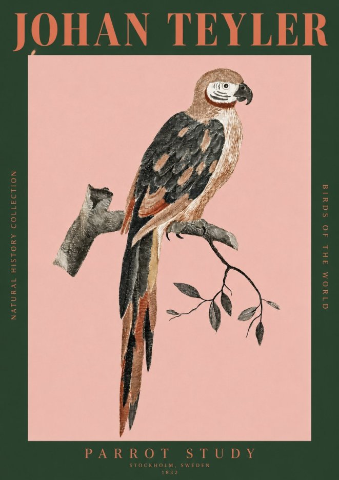 Johan Teyler Parrot Study I No2 - Plakat