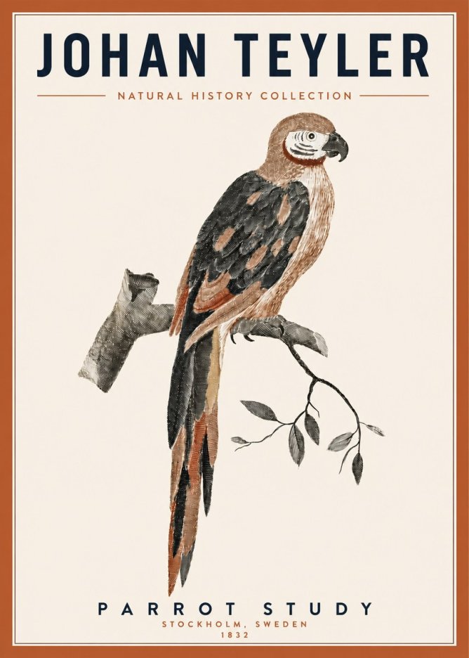 Johan Teyler Parrot Study I No3 - Plakat