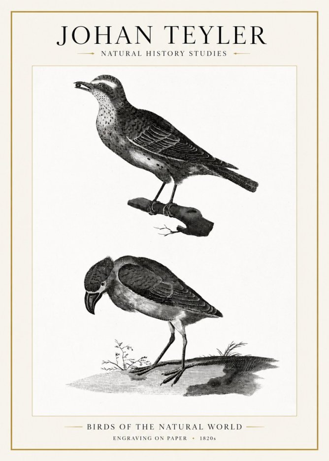 Johan Teyler Birds of the Natural World No1 - Plakat