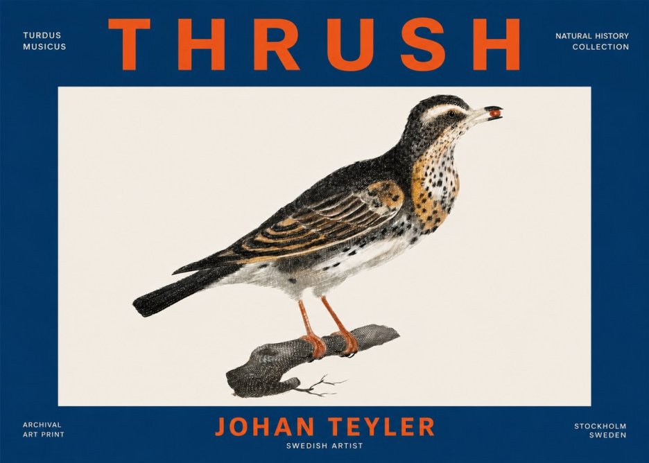 Johan Teyler Thrush No4 - Plakat