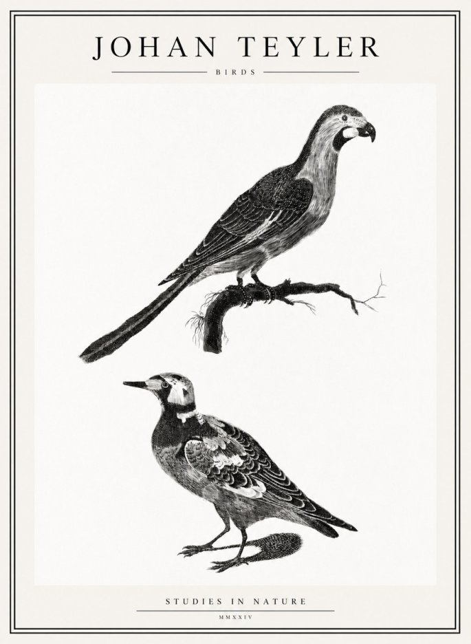 Johan Teyler Birds - Study of Two Species No2 - Plakat
