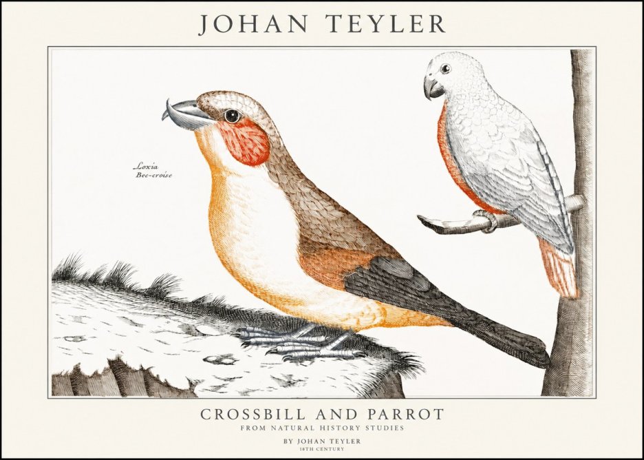 Johan Teyler Crossbill and Parrot No1 - Plakat