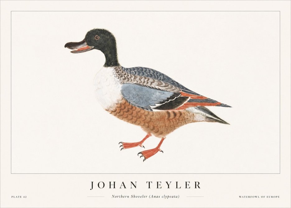 Johan Teyler Northern Shoveler (Anas Clypeata) No1 - Plakat