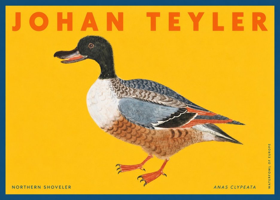 Johan Teyler Northern Shoveler (Anas Clypeata) No2 - Plakat