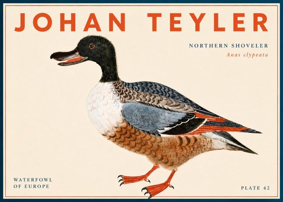 Johan Teyler Northern Shoveler (Anas Clypeata) No6 - Plakat