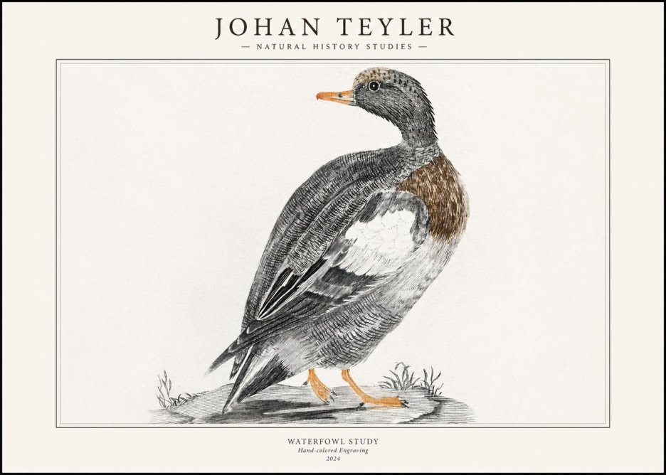 Johan Teyler Waterfowl Study No1 - Plakat