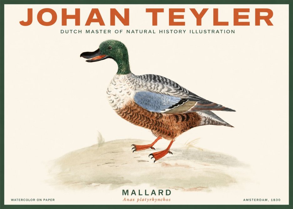 Johan Teyler A Study of a Duck No3 - Plakat
