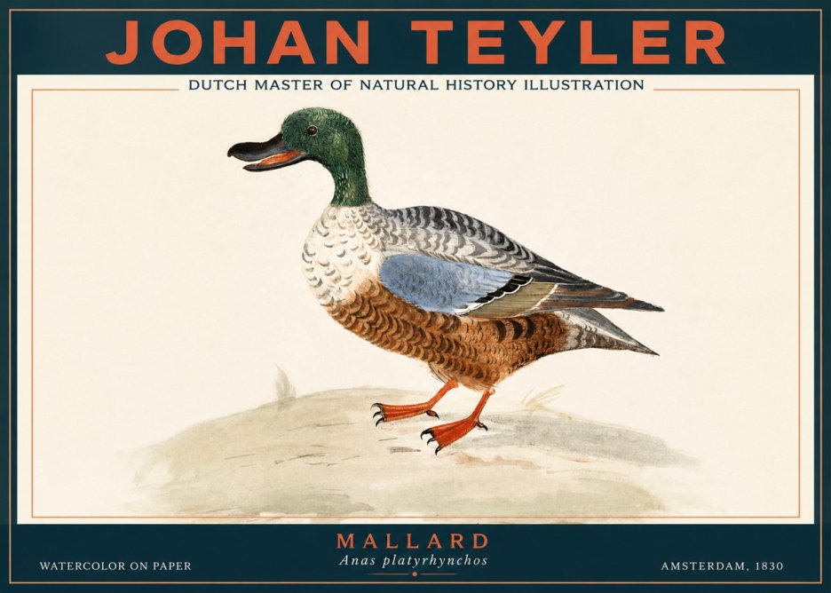Johan Teyler A Study of a Duck No4 - Plakat