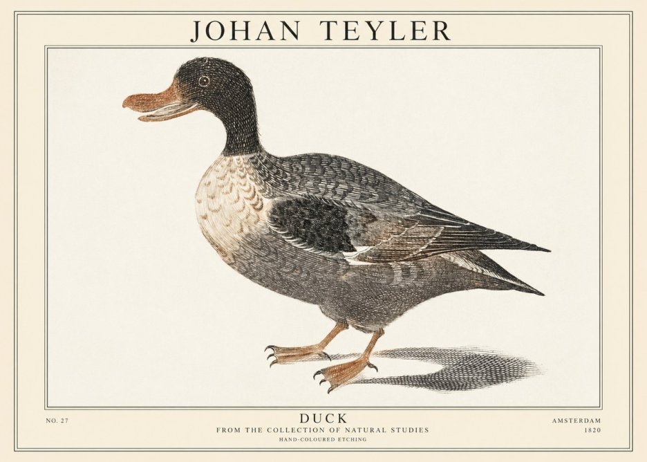Johan Teyler Duck I No1 - Plakat