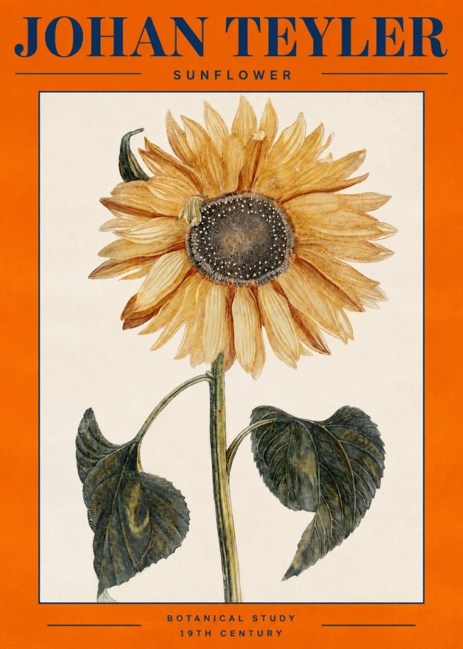 Johan Teyler Sunflower No2 - Plakat