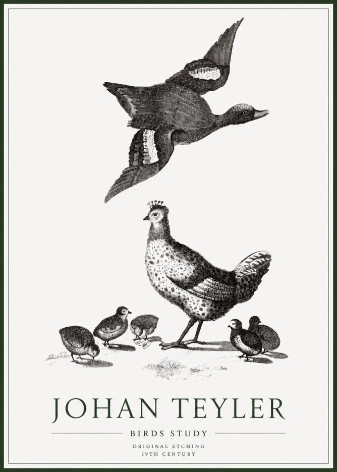 Johan Teyler Birds Study No1 - Plakat