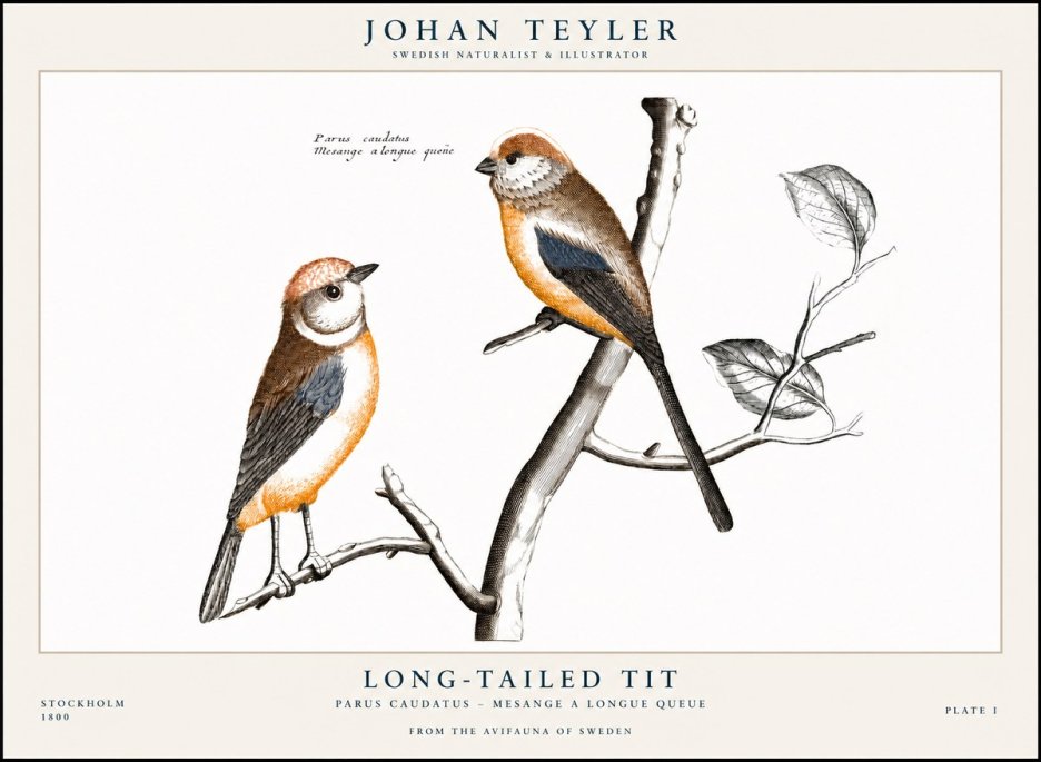 Johan Teyler Long-tailed Tit No1 - Plakat