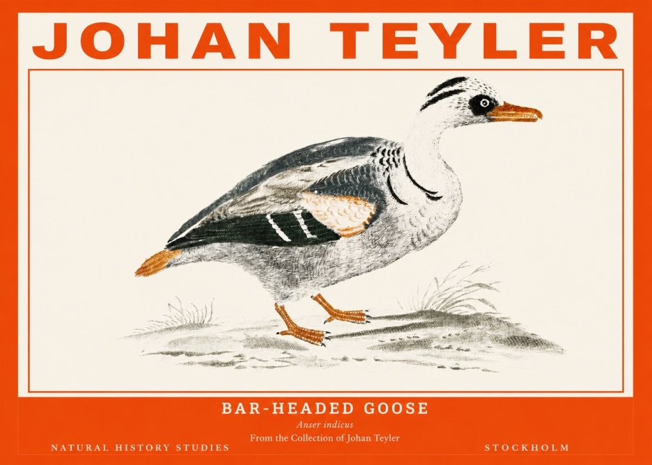 Johan Teyler Bar-headed Goose No2 - Plakat