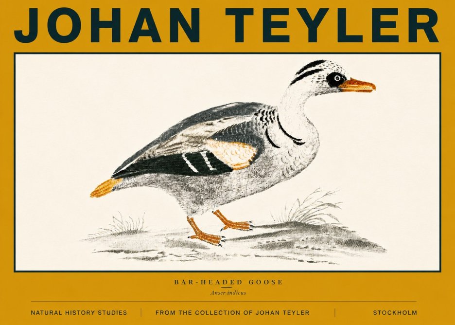 Johan Teyler Bar-headed Goose No6 - Plakat