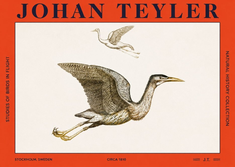 Johan Teyler Studies of Birds in Flight No2 - Plakat