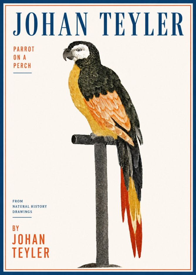 Johan Teyler Parrot on a Perch No3 - Plakat