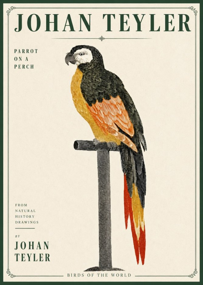 Johan Teyler Parrot on a Perch No4 - Plakat