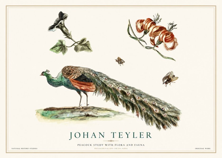 Johan Teyler Peacock Study with Flora and Fauna No1 - Plakat