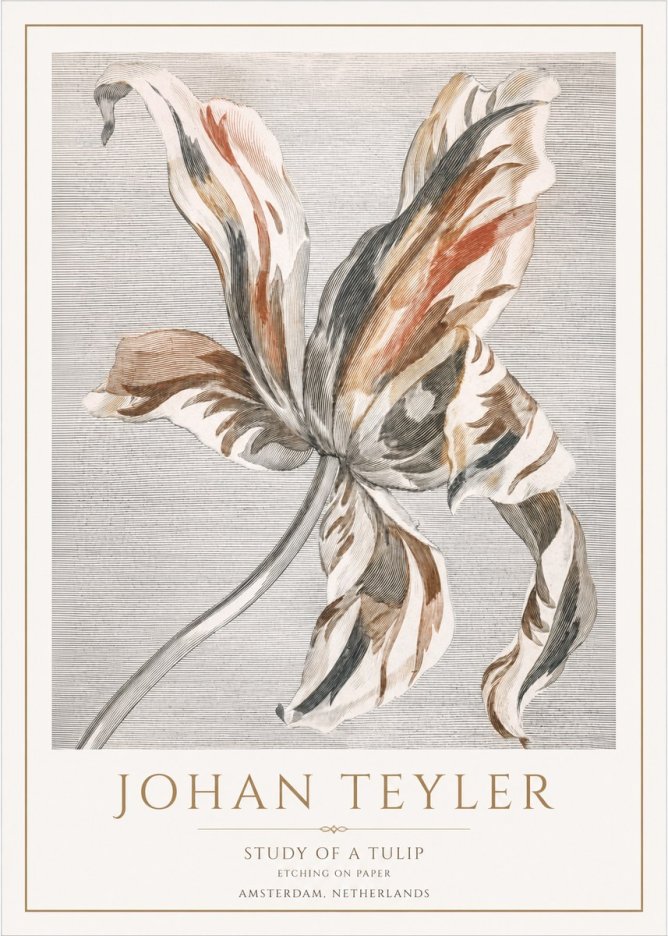 Johan Teyler Study of a Tulip No1 - Plakat