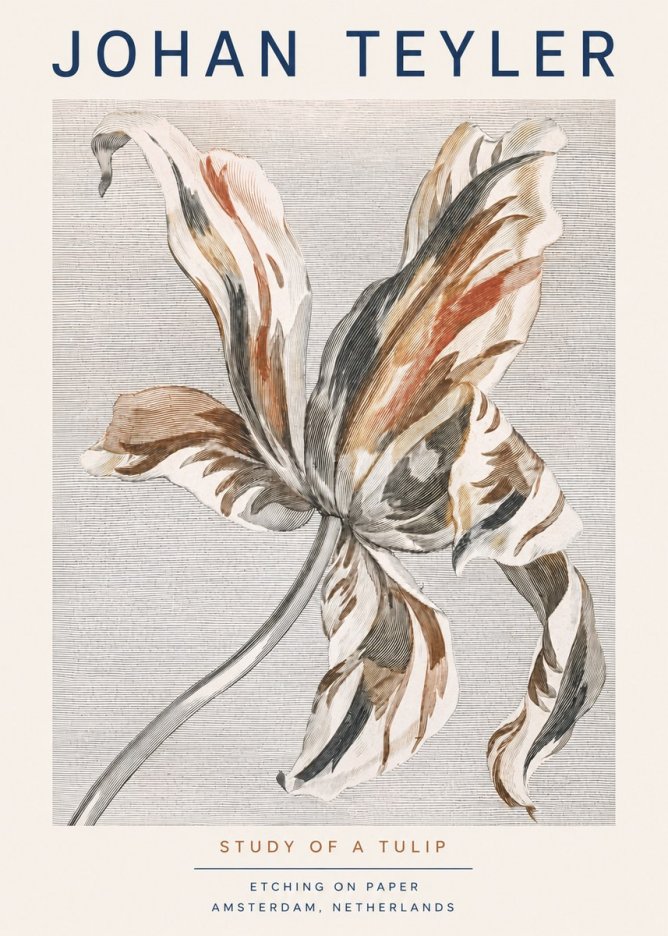 Johan Teyler Study of a Tulip No3 - Plakat