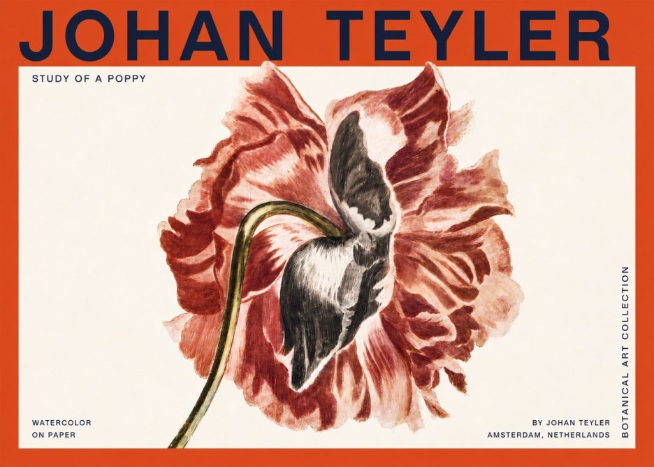 Johan Teyler Study of a Poppy No2 - Plakat