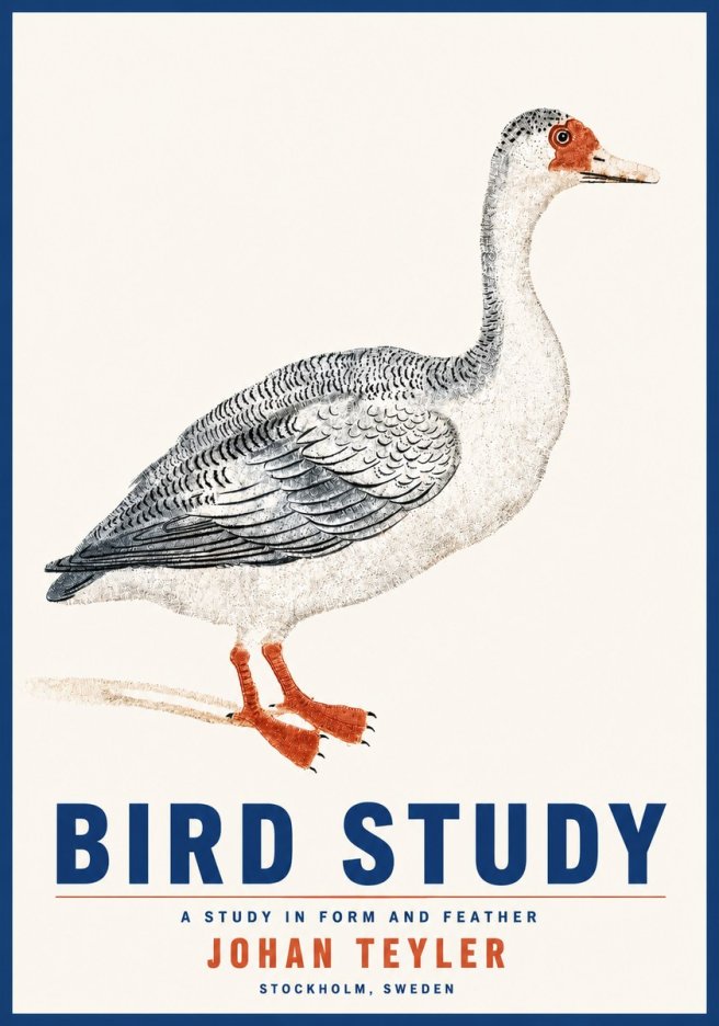 Johan Teyler Goose Study No5 - Plakat