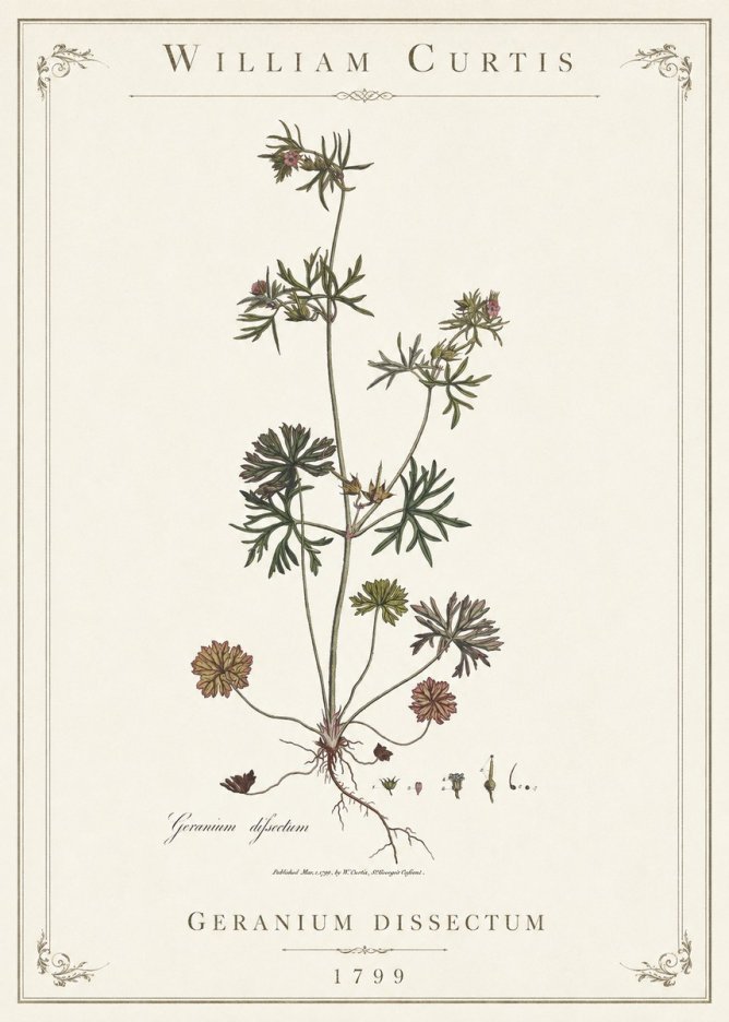 William Curtis Geranium Dissectum I No1 - Plakat