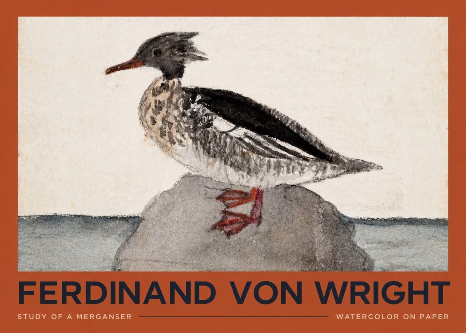 Ferdinand von Wright Study of a Merganser No2 - Plakat