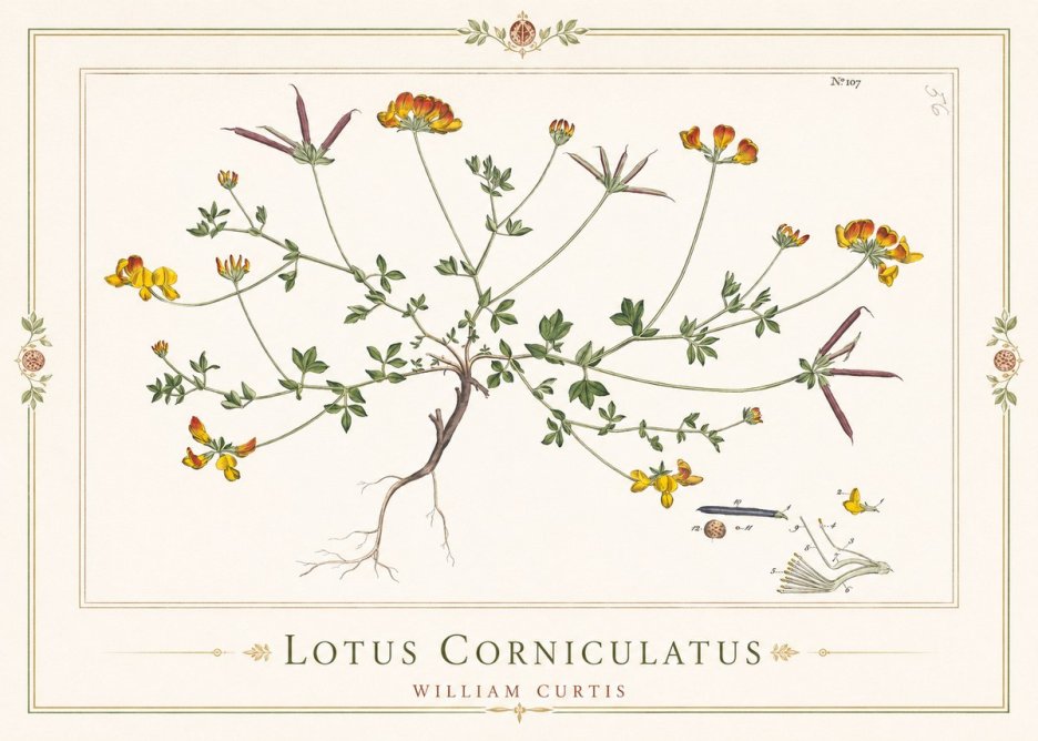 William Curtis Lotus Corniculatus I No1 - Plakat