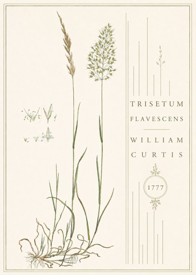William Curtis Trisetum Flavescens II No4 - Plakat