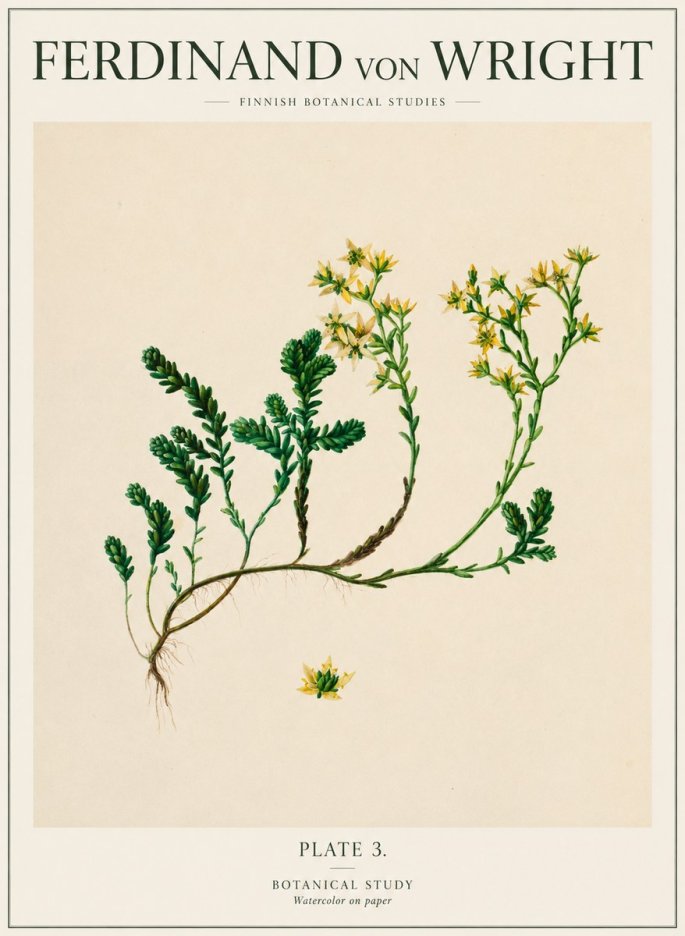 Ferdinand von Wright Botanical Study No1 - Plakat
