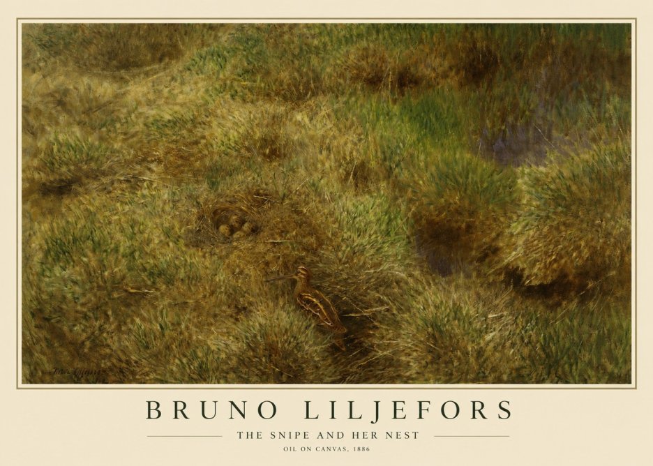 Bruno Liljefors The Snipe and Her Nest No1 - Plakat