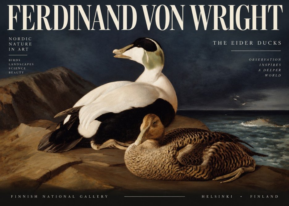 Ferdinand von Wright Eiders on a Rocky Shore No4 - Plakat