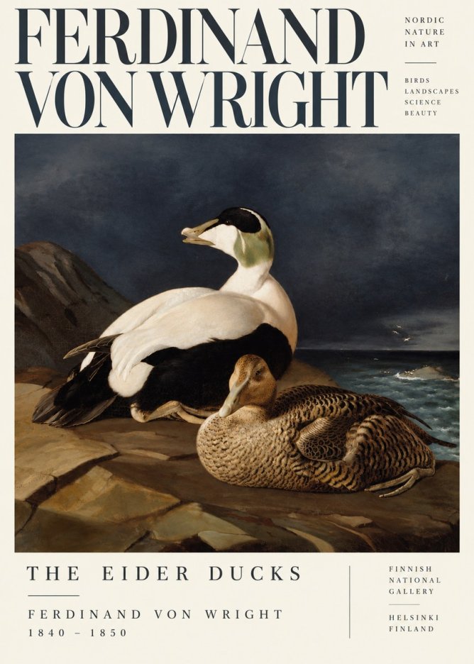 Ferdinand von Wright Eiders on a Rocky Shore No5 - Plakat