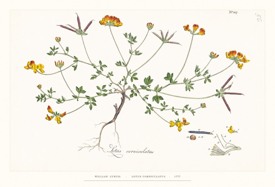 William Curtis Lotus Corniculatus II No6 - Plakat