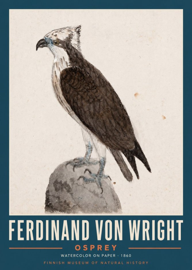 Ferdinand von Wright Osprey No2 - Plakat